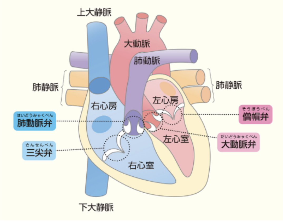 日本心臓財団の心臓の写真