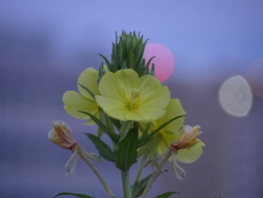 8月上旬の待宵草の写真